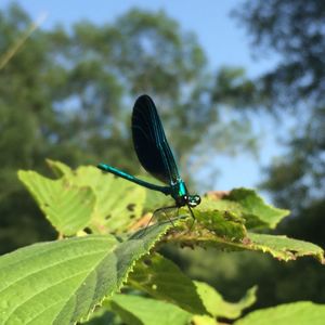 Close-up of insect on plant