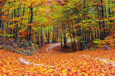 View of autumn trees on field