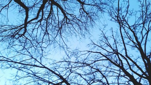 Low angle view of bare trees against blue sky