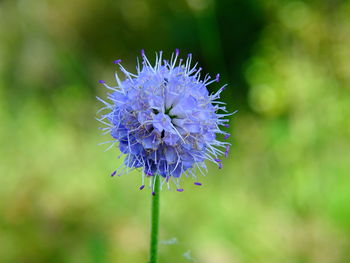 Close-up of a purple flower