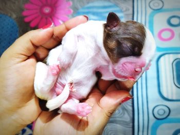 Close-up of baby holding hands