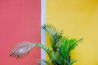 Close-up of palm leaf against yellow and pink wall