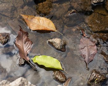 High angle view of dry leaves floating on water