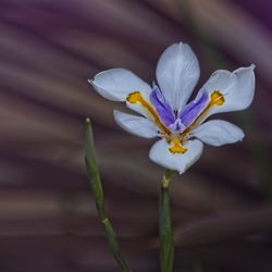 Close-up of white crocus flower