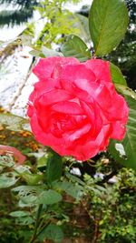 Close-up of wet red flower blooming outdoors