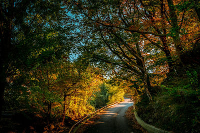 Road amidst trees in forest during autumn