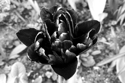 Close-up of flowering plant