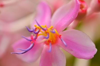 Close-up of pink flower blooming outdoors