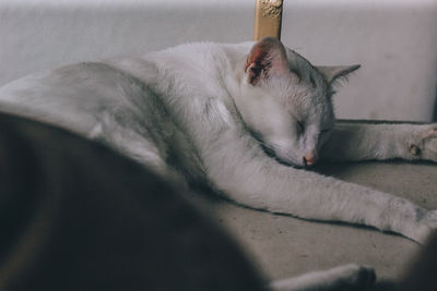 Close-up of cat sleeping at home