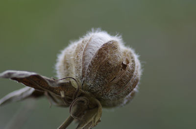 Close-up of flower against blurred background