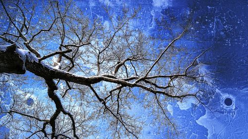 Low angle view of bare tree against blue sky