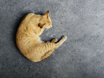 High angle view of ginger cat sleeping