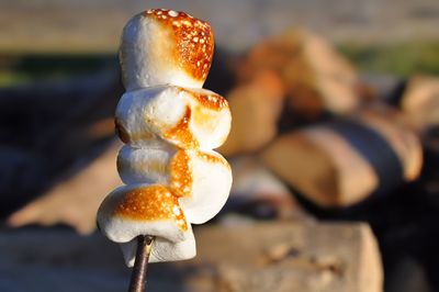 Close-up of mushroom growing on wood