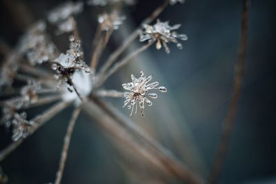 Close-up of frozen leaf during winter
