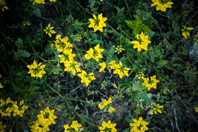 Close-up of yellow flowers blooming on field