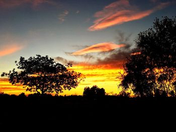 Silhouette of trees at sunset