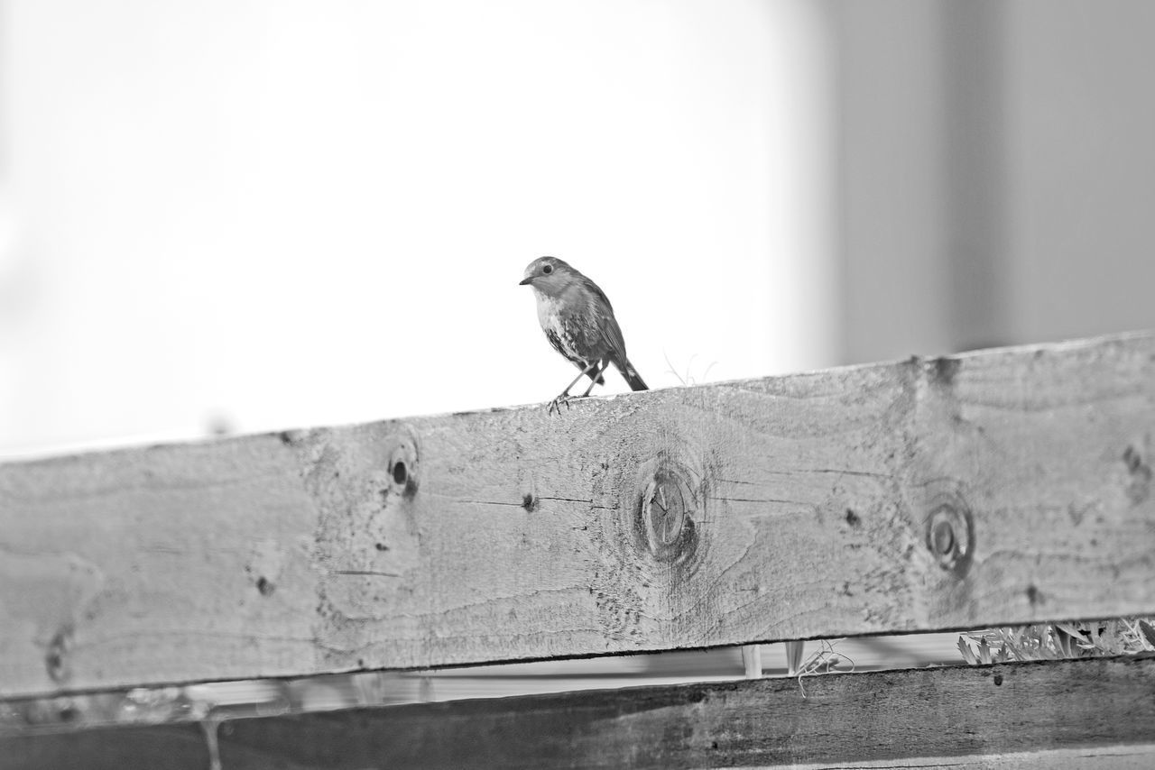 BIRD PERCHING ON RETAINING WALL AGAINST BLURRED BACKGROUND
