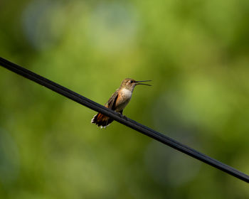 A juvenile male rufous hummingbird perched on a wire.