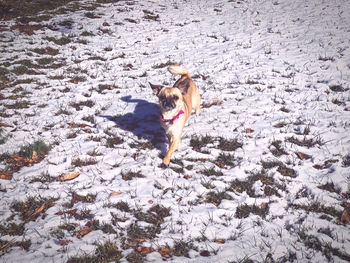 Dog walking on snow covered land