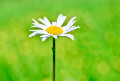 Close-up of white daisy flower