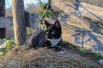 Portrait of black cat sitting outdoors