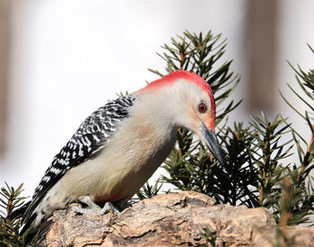 Close-up of a bird