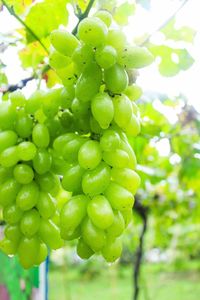 Close-up of grapes on tree