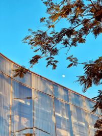 Low angle view of trees against clear blue sky