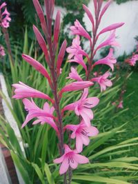 Close-up of pink flowering plant leaves in yard