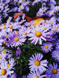 Close-up of flowers blooming outdoors