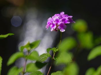 Close-up of flowers blooming outdoors