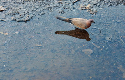 High angle view of bird on wet street