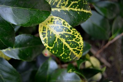 Close-up of fresh green leaves