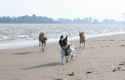 Dogs running on beach against clear sky