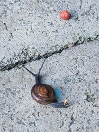 Close-up of snail on ground