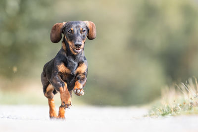 Portrait of dachshund running on dirt road