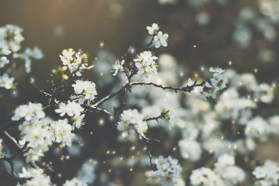 Close-up of white flowering plant