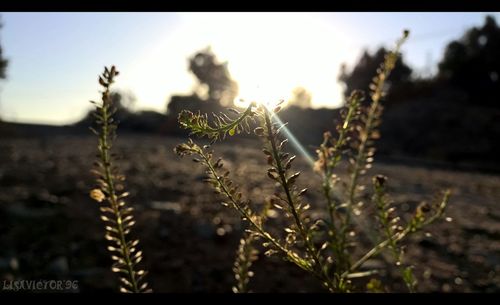 Close-up of plant growing on field