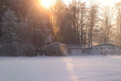 Snow covered trees against sky during sunset