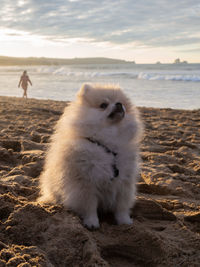 Pomeranian sitting on shore at beach against sky during sunset