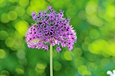 Close-up of purple flowering plant