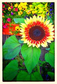 Close-up of yellow flower