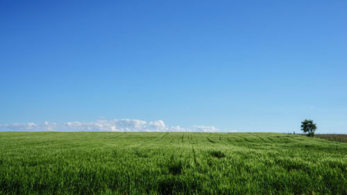Scenic view of grassy field against blue sky