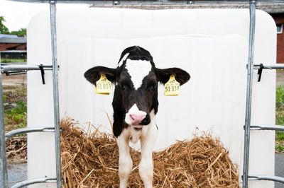 Calf standing against wall at farm