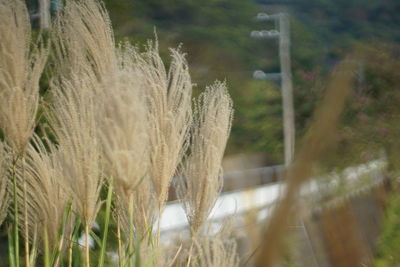 Close-up of crops on field