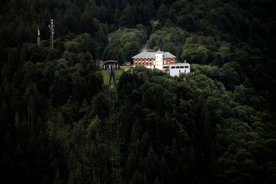 View of trees in forest