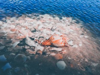 High angle view of fish swimming in sea