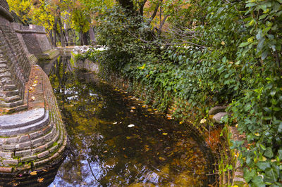 Reflection of trees in water