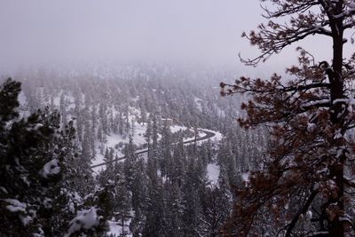 View of trees on snow covered landscape