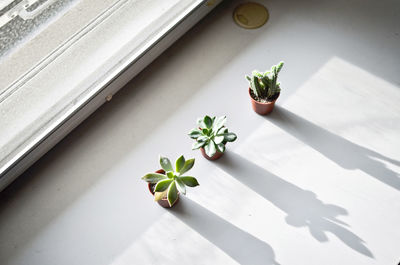 Close-up of potted plants